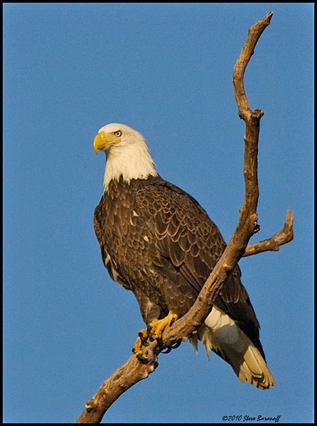 _0SB8854 american bald eagle.jpg